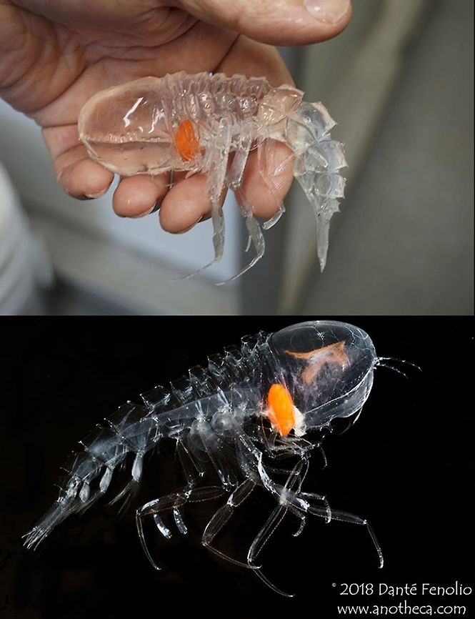 Giant marine amphipod (Cystisoma sp.) from the Gulf of Mexico. A giant marine amphipod (Cystisoma sp.) from the Gulf of Mexico, trawled from between 500 meters and the surface at night. The giant compound eyes of this species take up nearly all of the head of the animal. This species photographed during the DEEPEND project (www.deependconsortium.org). Cystisoma,Deep Sea,Gulf of Mexico,Life in the dark,amphipod,crustacean,deep water species,giant marine amphipod,mesopelagic,pelagic