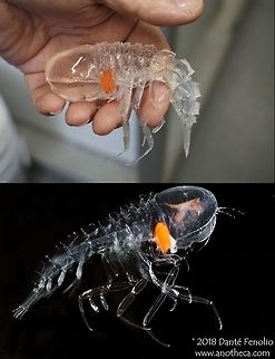 Giant marine amphipod (Cystisoma sp.) from the Gulf of Mexico. A giant marine amphipod (Cystisoma sp.) from the Gulf of Mexico, trawled from between 500 meters and the surface at night.  The giant compound eyes of this species take up nearly all of the head of the animal.  This species photographed during the DEEPEND project (www.deependconsortium.org). Cystisoma,Deep Sea,Gulf of Mexico,Life in the dark,amphipod,crustacean,deep water species,giant marine amphipod,mesopelagic,pelagic