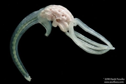 A parasitic copepod (Brachiella sp.) from a Wahoo (Acanthocybium solandri) in the Gulf of Mexico. This is a parasitic copepod in the genus Brachiella (thank you Matt Woodstock). It was pulled off of the outside of a 1 meter long Wahoo (Acanthocybium solandri) in the Gulf of Mexico. It was located on the body of the fish in the slight crease where the pectoral fin meets the body. This species photographed during the DEEPEND project (www.deependconsortium.org). Acanthocybium solandri,Brachiella,Deep Sea,Gulf of Mexico,Life in the dark,Wahoo,crustacean,ectoparasite,parasitic copepod