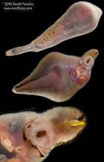 Wahoo stomach fluke, Gulf of Mexico.  Composite image. From the stomach of a Wahoo (Acanthocybium solandri) - two large flukes living in its stomach. Hidden biodiversity.....Gulf of Mexico, May 2017.  This species photographed during the DEEPEND project (www.deependconsortium.org). Acanthocybium solandri,Deep Sea,Gulf of Mexico,Life in the dark,Wahoo,endoparasite,fluke