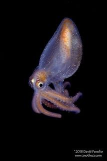 A juvenile octopod (a paralarval octopod) captured in a trawl between 200 and 400 meters depth in the Gulf of Mexico. This is a juvenile octopod (a paralarval octopod) captured in a trawl between 200 and 400 meters depth in the Gulf of Mexico, 2007. Life in the dark,Octopus,deep sea,mesopelagic,nekton,octopi,octopod,paralarvae,pelagos
