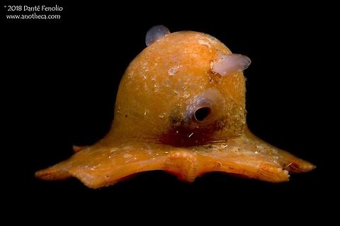 A Dumbo Octopus (Grimpoteuthis sp.) from the Monterey Bay trench, California, USA. Opisthoteuthid Octopods have two fins that protrude from their body and deep webbing between their arms. Because of their fins, they are sometimes referred to as &ldquo;Dumbo Octopuses&rdquo; or &ldquo;Flapjack Octopuses.&rdquo; The webbing between the arms may be a character used to trap small prey items. The fins are attached to a cartilage-like internal shell and are used for swimming by way of a flapping motion. Very little is known of these cephalopods but they are a deep water group and they do lay relatively large eggs on the sea floor. The size of the eggs have led some biologists to hypothesize that the juveniles hatch as well developed, miniature versions of the adults. They have been observed on the ocean floor as well as in the water column. This individual (a member of the genus Grimpoteuthis) was photographed from Monterey Bay, California. When gently touched, this individual wrapped its arms around its body and turned into a ball of sorts. The diversity of life in the ocean's water column is outstanding. We need to do more to protect it from things like oil spills, commercial deep water fishing, and dumping of waste into our oceans. Cirrate Octopods,Deep Sea,Dumbo Octopus,Flapjack Octopus,Life in the dark,Opisthoteuthide,pelagic octopod