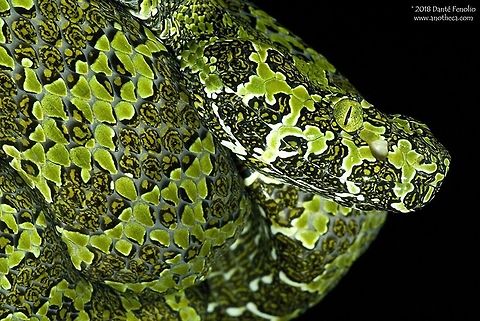 Mangshan pitviper