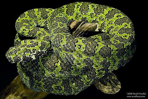 The Chinese Mangshen Viper (Zhaoermia mangshanensis) inhabits the Nanling Mountains, Yunan Province, China. This individual from a conservation breeding program. The Chinese Mangshen Viper, Zhaoermia mangshanensis, is known locally in China as the &ldquo;Little Green Dragon.&rdquo;  The species wasn&rsquo;t described until 1990.  The snake is only known from Nanling Mountains, Yunan Province, China.  Its cryptic appearance has made it a favorite among collectors of venomous snakes, exerting considerable pressure on the species.  The IUCN lists Zhaoermia mangshanensis as &ldquo;VU&rdquo; as vulnerable. Chinese Mangshen Viper,Chinese endemic,Protobothrops,Protobothrops mangshanensis,Trimeresurus,Viperidae,Zhaoermia mangshanensis,camouflage,cryptic coloration,mimicry