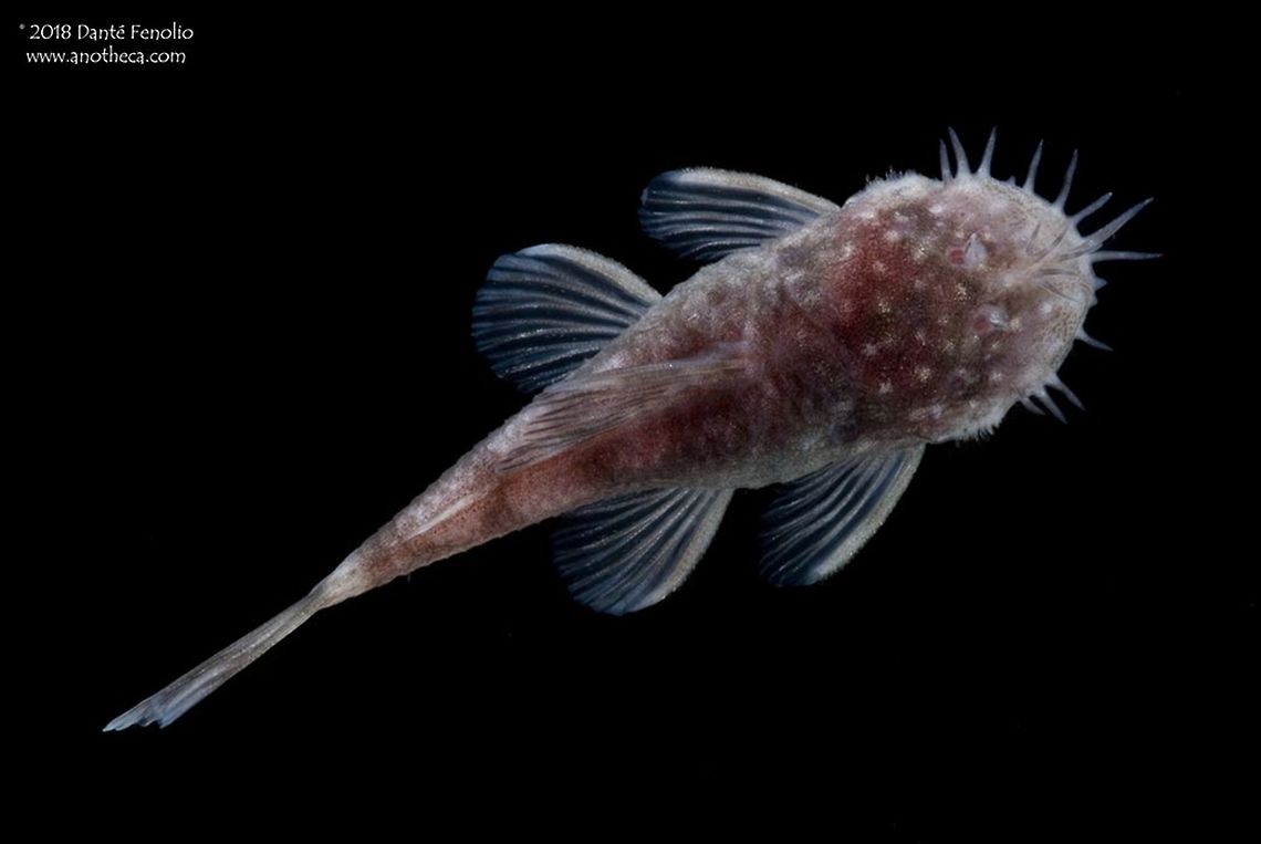An armored catfish (Ancistrus cryptophthalmus) that inhabits subterranean waters of Brasil. The armored catfish, Ancistrus cryptophthalmus, is a relative of the common aquarium &ldquo;algae eating fish or plecostomus.&rdquo;  The species is endemic to Brasil.  In the caves where it is found, it occurs in shallow riffles and slow pools.  It can have relatively high densities for a subterranean fish. Ancistrus cryptophthalmus,Blind cave fish,Brazilian endemic,Life in the dark,Loricariidae,Siluriformes,aquifer fauna,armored catfish,bristlenosetroglomorphism,bushynose plecostomus,cave adaptation,cave dwelling,groundwater inhabiting,hypogean,stygobitic,subterranean,troglobitic,troglomorphy