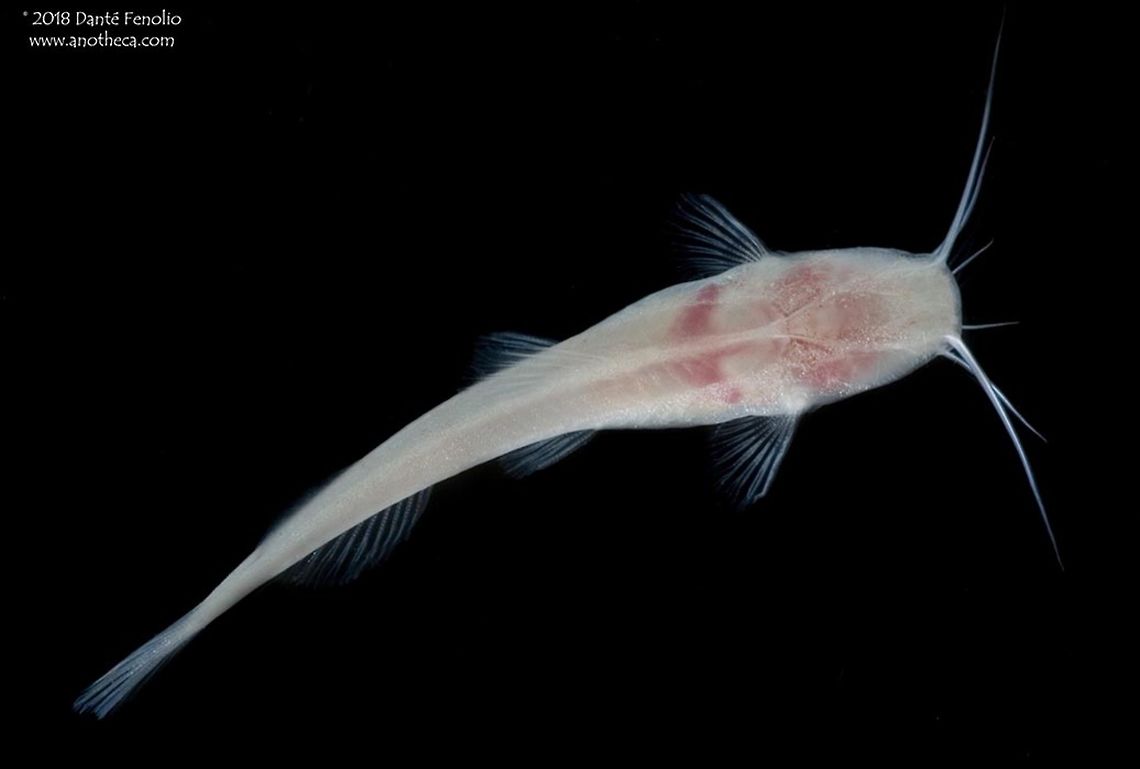 A Brasilian Blindcat (Rhamdiopsis krugi) - an obligate subterranean species. Blindcats are found in several subterranean systems around the world; Brasil is no exception.  Catfish in the genus Rhamdiopsis have little pigment and reduced or no eyes;  Rhamdiopsis krugi has been observed to spend much time in the midwater, exploring the water column.  Because food is a limiting factor for these catfish, it is not thought that all individuals breed each year.  Brasilian blindcats are potentially threatened by over extraction of groundwater and contamination of it.  The species is only known from groundwater in the state of Bahia, Brazil.  This specimen was photographed in Brazil, 2011. Blind cave fish,Brasilian Cave Catfish,Brazilian Blindcat,Brazilian endemic,Heptapteridae,Life in the dark,Pimelodeidae,Rhamdiopsis krugi,Siluriformes,aquifer fauna,cave adaptation,cave dwelling,groundwater inhabiting,hypogean,stygobitic,subterranean,three-barbeled catfishes,troglobitic,troglomorphism,troglomorphy