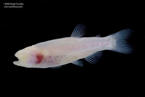 A Brasilian Blind Tetra (Stygichthys typhlops), known only from a small groundwater system in Brasil. The Brasilian Blind Tetra, Stygichthys typhlops, is a critically imperiled species owing to overharvest of the groundwater from the limited aquifer where the fish lives.  The species is endemic to groundwater along the S&atilde;o Francisco River basin, Minas Gerais, Brasil Some speculation has gone into the diet of this fish.  With such a gaping mouth and prominent teeth, small aquatic invertebrates must be on the menu.  The only other known species of blind tetra with little pigment is the Mexican Cave Tetra, Astyanax mexicanus.  The Mexican species is commonly kept in the aquarium trade. The Brasilian Blind Tetra grows to 2.5 cm.  This specimen was photographed in Brasil, 2011. Blind cave fish,Brasilian Blind Tetra,Brazilian endemic,Characidae,Life in the dark,Stygichthys typhlops,aquifer fauna,cave adaptation,cave dwelling,characins,groundwater inhabiting,hypogean,stygobitic,subterranean,troglobitic,troglomorphism,troglomorphy