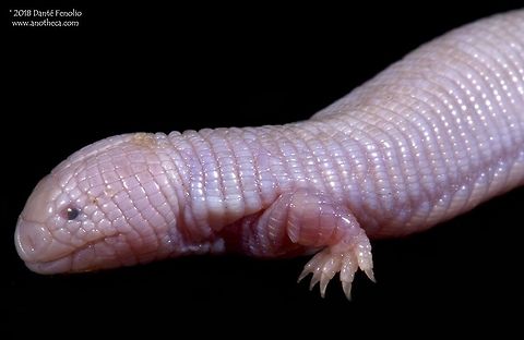 The Mexican Mole Lizard (Bipes biporus) really isn't a true lizard, its an amphisbaenian. The Mexican Mole Lizard, Bipes biporus, is an amphisbaenian and member of the family Bipidae. Members of the genus Bipes are the only amphisbaenians with front limbs, the rest are limbless. This species is less than 10 inches as adults. They use their limbs to help in the burrowing process in the sandy soils where they are found. They are endemic to Mexico.
https://www.jungledragon.com/image/59446/the_mexican_mole_lizard_bipes_biporus_really_isnt_a_true_lizard_its_an_amphisbaenian.html
Bipes biporous,Bipes biporus,Mexican Mole Lizard,Mexican endemic,Mexican mole lizard,amphisbaenian,fossorial reptile,inhabiting sand,legless lizard,living in,psammophilic,sand swimming