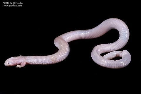 The Mexican Mole Lizard (Bipes biporus) really isn't a true lizard, its an amphisbaenian. The Mexican Mole Lizard, Bipes biporus, is an amphisbaenian and member of the family Bipidae.  Members of the genus Bipes are the only amphisbaenians with front limbs, the rest are limbless.  This species is less than 10 inches as adults.  They use their limbs to help in the burrowing process in the sandy soils where they are found.  They are endemic to Mexico.
https://www.jungledragon.com/image/59445/the_mexican_mole_lizard_bipes_biporus_really_isnt_a_true_lizard_its_an_amphisbaenian.html
 Bipes biporous,Bipes biporus,Mexican Mole Lizard,Mexican endemic,Mexican mole lizard,amphisbaenian,fossorial reptile,inhabiting sand,legless lizard,living in,psammophilic,sand swimming