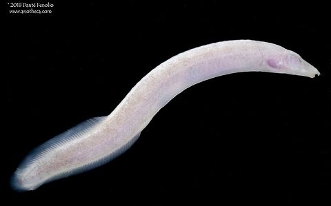 Blind Spiny Eel