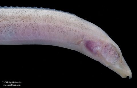 The Blind Congo River Spiny Eel (Mastacembelus brichardi) lives in the turbid waters of the Congo River. The Blind Congo River Spiny Eel, Mastacembelus brichardi, has eyes but they are covered by a layer of connective tissue.  These eels inhabit rapids areas in the Lower Congo River, Africa.  The water in the Congo River is turbid and light falls off within the first meter in depth such that by two meters depth, the water is dark; these eels basically live in water as dark as in a cave or the deep sea.  The species averages 14cm total length but can apparently reach 17cm.  This specimen was photographed in 2011. Blind Congo River Spiny Eel,Blind Spiny Eel,Congo River endemic,Life in the dark,Mastacembelidae,Mastacembelus brichardi,Synbranchiformes,blind eel,low pigment,pigmentless,rapids inhabitant,troglomorphic