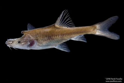 The Tile-like Horn Golden Line Barbel (Sinocyclocheilus tileihornes) is endemic to China&rsquo;s Yunnan Province. The Tile Like Horn Golden Line Barbel, Sinocyclocheilus tileihornes, is endemic to China&rsquo;s Yunnan Province, Luoping County.  It is known from a single subterranean stream.  No scientific explanation is available for the horns that a few of the subterranean species of Sinocyclocheilus exhibit, this species included.  As with so many of China&rsquo;s subterranean fish, this species has a limited range and is threatened by development and agriculture.  It is only known from subterranean waters.  Photographed in Guangxi, China, 2011, during field work with the Chinese Cavefish Working Group. China freshwater fish,Chinese endemic,Cyprinidae,Life in the dark,Sinocyclocheilus tileihornes,Tile Like Horn Golden Line Barbel,aquifer fauna,blind cave fish,cave adaptation,cave dwelling,groundwater inhabiting,hypogean,stygobite,stygobitic,subterranean,troglobite,troglobitic,troglomorphism,troglomorphy