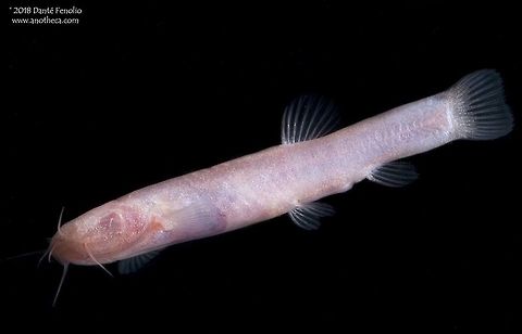 The Taiji Cave Loach (Oreonectes anopthalmus) is known only from Wuming County, Zhuang  Autonomous Region, Guangxi Province, China. The Taiji Cave Loach, Oreonectes anopthalmus, is known only from one small karst window (a small cave pool) and no place else on Earth.  This highly specialized fish is found in Taiji Cave, Wuming County, Zhuang  Autonomous Region, Guangxi Province, China.  The species has been collected heavily by both scientific and aquarium collectors in the past.  Population declines are evident.  Photographed in Guangxi, China, 2011, during field work with the Chinese Cavefish Working Group. Balitoridae,China,China freshwater fish,Chinese endemic,Geotagged,Life in the dark,Oreonectes anophthalmus,Oreonectes anopthalmus,Taiji Cave Loach,aquifer fauna,blind cave fish,cave adaptation,cave dwelling,groundwater inhabiting,hypogean,stygobite,stygobitic,subterranean,troglobite,troglobitic