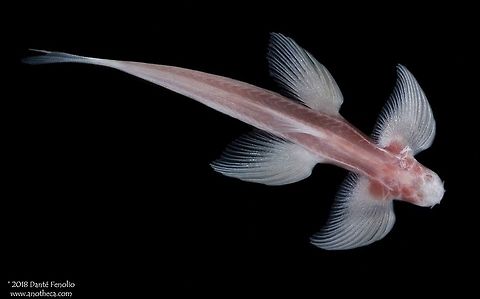 A Waterfall Climbing Loach (Cryptotora thamicola), endemic to the boarder region of Thailand and Myanmar. The Waterfall Climbing Loach (Cryptotora thamicola) is found only in several cave streams in SE Asia.  I had made my way to the Thailand-Myanmar boarder, to the Mae Hong Son province of Thailand and the Pang Mapha District - the area hosts the "Angel Cavefish" or "Waterfall Climbing Loach," (Cryptotora thamicola). The pectoral and pelvic fins are modified as clasping structures and the fish inhabit damp faces of rocks around rapids and waterfalls. They climb rocks faces and feed on biofilm growing on there. 
I had hired two indigenous guides - also cavers. The loach is known from seven caves which the guides knew. All but one of these systems can be &ldquo;bad air caves.&rdquo; The following information is in part from John Spies&rsquo; book, &ldquo;Wild Times: 30 Years on the Thai Border.&rdquo; One of the caves is so toxic that people can't go in without air tanks. Bad air comes mostly from the buildup of carbon dioxide gas&hellip;.or CO2. One pathway where CO2 develops comes from the decomposition of organic materials in the soil surrounding a cave. The CO2 sinks down into the caves, remaining there as a gas. Apparently methane gas can also contribute to a bad air cave through the same decomposition processes. As a second pathway for the development of CO2 in caves, rainwater passing through karst units can create bad air. As rain drops pass through the air, they pick up CO2. Then the rainwater moves through limestone. When rainwater hits the roof of a cave, the chemistry of the water can change as it deposits calcium carbonate (the formation of stalactites and other speleothems). Calcium carbonate is deposited and CO2 is released in the process. If the cave doesn't have a second entrance, where the gas can be vented out of the system, then these gas clouds can remain indefinitely. 
Normally air contains about 0.04% CO2; concentrations of 1% may cause dizziness and hearing and sight dysfunctions. At 6% CO2, human exposure can result in death within 20 minutes. Most bad air caves range from 1 or 2% to well over 6% CO2 (higher than surface air concentrations). At 2%, the flame of a lighter develops a small clear area at the base of the flame. As the CO2 level rises, the clear area grows. At roughly 5%, you can't light a lighter in a bad air cave. The dangers of bad air include the development of a euphoric state, which can be a symptom of high CO2 exposure. The condition makes cavers enact careless behavior, often times traveling further into caves - which they should be leaving if rational. Strong headaches and passing out are also common.
When I arrived to Pang Mapha, my plans were to go into the one cave which isn&rsquo;t a bad air cave. The night I got there, an uncommon torrential rain storm hit, and in the middle of the Thai dry season to boot. The three-meter-tall cave entrance that I was supposed to walk through was under a meter of water. I asked one of the guides about the other caves. They said one of them had bad air sometimes, but was clear at other times. They also said you could tell from the mouth of the cave. I had no intention of risk taking but also wanted to exhaust all options. I had gone to Thailand specifically to photograph this fish for a biodiversity book I had been working on - Life in the Dark.
We went to Tham Nam Lang or "Susa Cave," the type locality for Cryptotora thamicola. The mouth of this cave is enormous, roughly 15 meters in height and 30 meters in width. The pathway into the cave descends quickly. After 30 meters or so, you drop about 12 meters and follow a large subterranean stream, which does not exit through the cave mouth but continues inward through a subterranean passageway where the water was about one meter deep.
I'm normally sensitive to bad air caves. I start to cough when the CO2 levels reach 1-2% and become greater than surface conditions. Of all of my caving friends, I seem to notice the gas changes first and everyone I cave with uses me as the "canary." If I am coughing for a few minutes, they start to check for bad air. At Tham Nam Lang, I didn't detect anything at the mouth or in the cave stream. Of the four of us exploring the cave, I felt fine, the two cave guides felt fine, and a driver/interpreter I had hired felt fine. We had to move along the cave stream about 300 meters before we would hit the first rapids area where a cave fish might be seen. The loaches may move between rapids as well so I was focused on the floor of the cave stream, hoping I'd see a fish. We moved slowly because of the deep water. I'd ask everyone through my Thai driver how they felt, "Any trouble breathing?" Often, the first sign of CO2 buildup is shortness of breath. I didn't feel a thing, nor did my companions. We continued onward.
Around the first corner I could hear a deep rumbling. Around one more corner the roar was deafening. We had made it to the rapids and everyone looked o.k. A large sandy beach was to the left side of the cavern. When we got to the beach, I grabbed a net and began to look for the loaches. On the first boulder sticking out of the water, there were two of these amazing fish crawling well above the water line. I gently scooted one into a net so I could photograph it in a tank I had carried in. I made it back to the beach and put the fish into a plastic bag. I had everything in a small backpack and headed to a flat part of the beach to set up.
At that moment, it felt like someone punched me in the stomach. I was trying to breath but it seemed like nothing was going into my lungs. I looked up and saw that my driver had dropped to his knees and was gasping as well. He appeared to pass out. The two guides were breathing heavily but didn't appear to be in as bad shape. We immediately headed for the entrance. My coordination was poor. I had a hard time walking without falling. Moving through the cave stream was slow. My driver needed helped to walk. The second guide remained close and helped.  We had a way to go to get out of the cave. Breathing was minimal at best.
I thought there was a good chance we wouldn't make it to the mouth of the cave. In spite of the incredible difficulty breathing, I didn't feel like I would pass out in the next few seconds. But I also knew that my body wouldn't hold up under the conditions for more than a few minutes. I tried to walk close to the bank so that if I felt like I'd pass out, I could try to fall onto the bank and onto my back. I wouldn't immediately fall into the stream and drown that way. If one of the guides was strong enough, perhaps they could pull me out on my back while floating in the water, or this may have been wishful thinking. These things may not have been realistic but I was trying to consider all the options.
I thought that we had been careful going in. I had monitored the air&rsquo;s effect on everyone's breathing and the reactions to my nearly constant questioning. Something inside the cave had changed. Each step got harder and harder to make. Each time I fell over in the water, it got harder to get back up. We rounded a corner and I saw the faint glow of the entrance. 
As sudden as it had hit, I began to notice that my gasping was slowing. Two or three more steps and I could speak again. I felt like I had been drinking for the past day and my head pounded with pain. Then my coordination slowly began to come back. More steps and much closer to the entrance, I sat back and caught my breath for 30 or 40 minutes...just trying to clear my head and waiting for the throbbing headache to subside. It slowly did. One of the guides walked up to me and asked how I was in broken English. With the look on his face, I could tell he had been as scared as I had been. Everyone looked to be back to a fairly normal state of breathing.
In thinking back to before we went into the cave, we had been watching air movement at the mouth of the system. Air was coming out of it. You could watch the spider webs between the formations and see the direction of the air flow. However, air was now being sucked into the cave. I began to hypothesize that a gas cloud must have been pulled from deeper in the cave to where we were when we found the fish. However, very much after the event, I read in John Speis&rsquo; book that he thinks the CO2 levels around the rapids (where we were) are &ldquo;tolerable but uncomfortable.&rdquo; The circumstances around the bad air are confusing in that regard. There didn't appear to have been bad air when we arrived to the rapids. I didn&rsquo;t feel anything. It hit all of us suddenly. And now the cave was sucking air into the system. Something had caused an air flow change. You could feel the air as it wafted by. I&rsquo;m not sure I&rsquo;ll ever have an answer.
I had rested and caught my breath. After coming this far and experiencing what we had, I wasn&rsquo;t about to walk away from photographing the fish. I set up and photographed it. As I worked, the air flow going deeper into the cave had been getting stronger. It had picked up to a brisk breeze and was refreshing. I figured there must be other smaller entrances on the other side of the rapids to create the air flow. I wasn&rsquo;t sure why it would change direction or begin to flow in the first place&hellip;barometric pressure changes? The guides wanted to get the fish back. Moving slowly and watching very carefully for signs of trouble, an abundance of caution was employed. I knew the rapids were a couple of bends up and that a lot of air had come into the cave over the past 45 minutes to an hour. Fortunately, there was no difficulty this time around. Perhaps the gas cloud had been driven back far enough to avoid problems; that is if my hypothesis on a "moving gas cloud" was accurate. But the fish was back on its original rock, we were all o.k., and we began to make our way out of the cave.&hellip;. what a day.  I've subsequently learned that people have died in these caves. More than once. It was an experience I won&rsquo;t forget.
 Balitoridae,Cave Loach,China freshwater fish,Chinese endemic,Cryptotora thamicola,Life in the dark,River Loach,Waterfall Cave Fish,Waterfall Climbing Loach,Waterfall climbing cave fish,aquifer fauna,blind cave fish,cave adaptation,cave dwelling,groundwater inhabiting,hypogean,stygobite,stygobitic,subterranean,troglobite