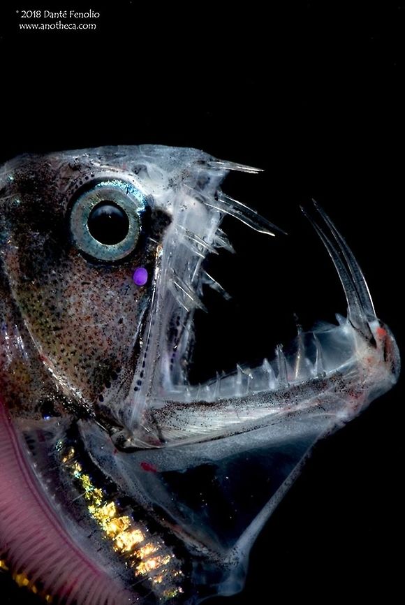 Sloane&rsquo;s Viperfish (Chauliodus sloani) from the Gulf of Mexico. Sloane&rsquo;s Viperfish, Chauliodus sloani, is a deep water, mesopelagic predator.  It has photophores on its face and body that produce light, bioluminescence.  It also has photophores on its mouth.  This species is known to migrate to shallower waters at night.  This individual was captured in a trawl at 1000 meters depth in the Gulf of Mexico, 2010. Chauliodontidae,Chauliodus sloani,Deep Sea,Gulf of Mexico,Life in the dark,Sloanes viperfish,Sloane&rsquo;s viperfish,bathypelagic,bioluminescence,bioluminescent,marine life,mesopelagic,nekton,pelagos,photophores,stomioidei
