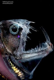 Sloane&rsquo;s Viperfish (Chauliodus sloani) from the Gulf of Mexico. Sloane&rsquo;s Viperfish, Chauliodus sloani, is a deep water, mesopelagic predator.  It has photophores on its face and body that produce light, bioluminescence.  It also has photophores on its mouth.  This species is known to migrate to shallower waters at night.  This individual was captured in a trawl at 1000 meters depth in the Gulf of Mexico, 2010. Chauliodontidae,Chauliodus sloani,Deep Sea,Gulf of Mexico,Life in the dark,Sloanes viperfish,Sloane&rsquo;s viperfish,bathypelagic,bioluminescence,bioluminescent,marine life,mesopelagic,nekton,pelagos,photophores,stomioidei