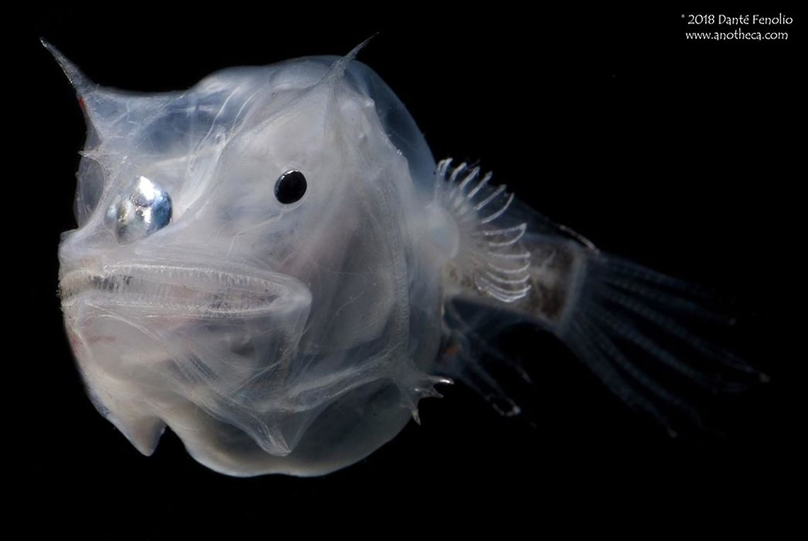 Phantom Anglerfish (Haplophryne mollis) from the Gulf of Mexico. The Phantom Anglerfish, Haplophryne mollis, belongs to a group of anglerfish known as the Ghostly Seadevils.  Part of the scientific name of this species (the genus) translates to &ldquo;simple toad.&rdquo;  Prominent spines and the opaque, pigment free tissue are diagnostic for the species, which is found in all three major oceans of the world.  The bulb that sits on the front of the face is a &ldquo;fishing lure&rdquo; known as an esca.  The esca is bioluminescent and accommodates bioluminescent bacteria, which are responsible for the light production.  The lure is used to attract potential prey items to within striking distance.  In this species the &ldquo;rod,&rdquo; or the fin ray that attaches the lure to the fishes&rsquo; body, is short, keeping the lure close to the face.  This individual was captured between 1200 meters depth and the surface in the Gulf of Mexico, 2011. Anglerfish,Ceratiidae,Deep Sea,Ghostly Seadevil,Haplophryne mollis,Life in the dark,Phantom Anglerfish,angler fish,barbell,bathypelagic,bioluminescence,bioluminescent,deep sea fish,esca,large teeth,lure,mesopelagic,nekton,pelagos,photophore
