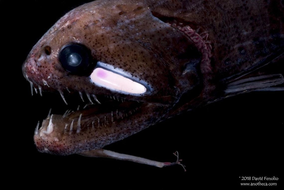 Threadfin Dragonfish (Echiostoma barbatum) from the Gulf of Mexico. The Threadfin Dragonfish, Echiostoma barbatum, has a bioluminescent lure that dangles at the end of a short rod (a barbel) attached to its chin.  The massive teeth of this species are used to grip prey items drawn to the lure.  It has photophores on its face that produce red light and allow it to see red prey items, like prawns.  Red is one of the first colors that drops out of the light spectrum at depths.  In deep waters, red turns to black and is invisible to all, except those that can both produce and see red light.  This individual was captured in a trawl between 400 and 500 meters depth in the Gulf of Mexico, 2010.  The species has been captured as deep as 4200 meters. Deep Sea,Echiostoma barbatum,Gulf of Mexico,Life in the dark,Stomiidae,Threadfin Dragonfish,barbel,bathypelagic,bioluminescence,bioluminescent,deep sea fish,dragonfish,large teeth,lure,mesopelagic,nekton,pelagos,photophore,predator,predatory