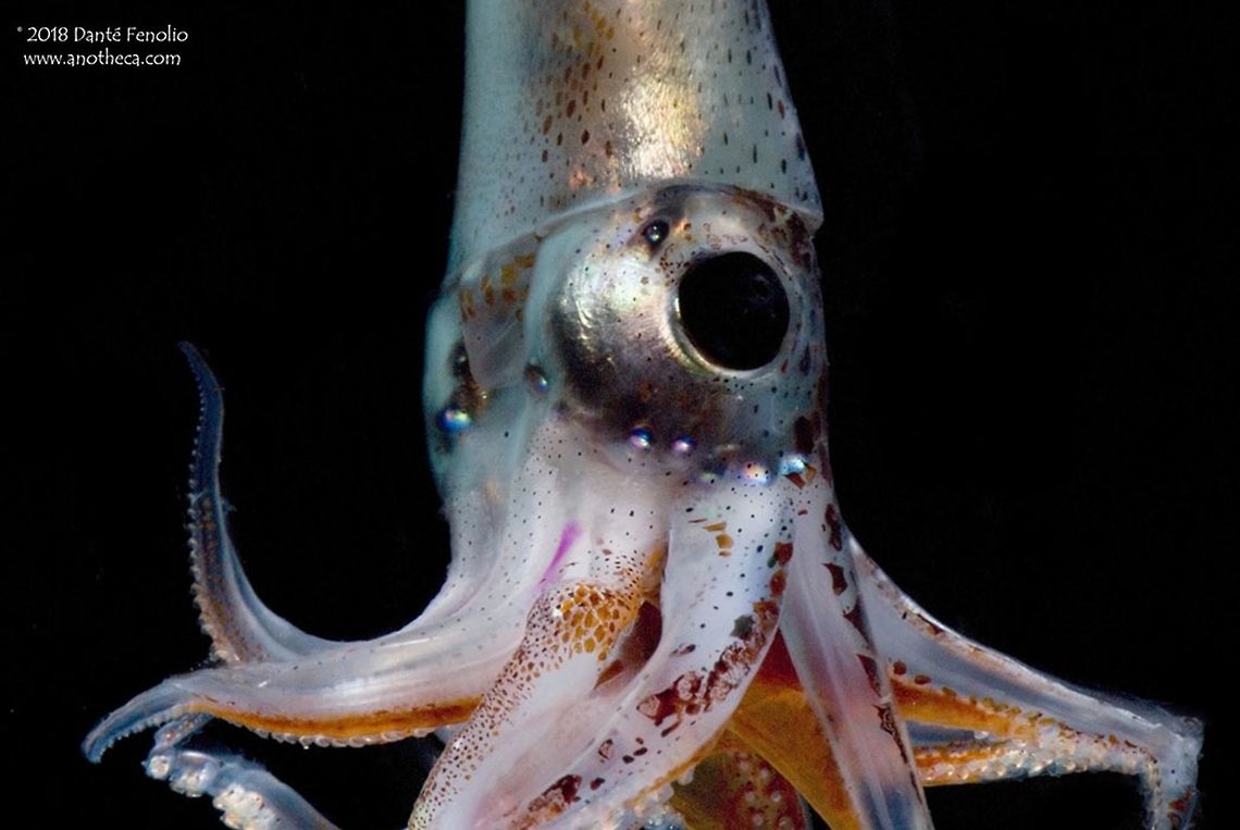 Jewel Enope Squid (Pyroteuthis margaritifera) from the Gulf of Mexico. The Jewel Enope Squid, Pyroteuthis margaritifera, (Pyroteuthidae) is found in tropical and subtropical waters around the world.  The arrangement of the photophores in the tentacles helps to identify this species.  This individual was captured in a Tucker Trawl between the surface and 500 meters depth at night, in the Gulf of Mexico, 2011.  Deep Sea,Gulf of Mexico,Jewel Enope Squid,Jewel enope squid,Life in the dark,Pyroteuthidae,Pyroteuthis margaritifera,bathypelagic,deep sea cephalopods,mesopelagic,nekton,pelagos