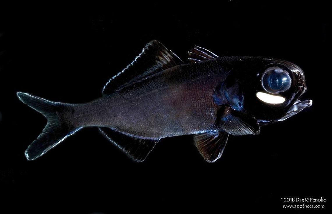 Splitfin or Giant Flashlight Fish (Anomalops katoptron). Flashlight fish are in the family Anomalopidae. The Splitfin or Giant Flashlight Fish, Anomalops katoptron, is the largest of the Flashlight Fish and is native to the Indo-Pacific. Flashlight Fish are famous for their bioluminescent organs (photophores) below each eye. The organ accommodates live bioluminescent bacteria that produce a bright white, greenish, or slightly blue light. The bacteria and the fish are truly engaged in a symbiotic relationship. The fish needs the light to find food and communicate to other Flashlight Fish; the bacteria can not survive long-term any place else on Earth but inside the photophores of their respective Flashlight Fish species. In Anomalops, the organ can be rotated outward or inward, likewise flashing the light on and off. By day, most species live in deeper waters. For example, Anomalops katoptron typically spends its time from 200 to 400 meters depth, common around drop offs and sea caves. Anomalopidae,Anomalops katoptron,Deep Sea,Giant Flashlight Fish,Indo-Pacific fish,Life in the dark,Splitfin Flashlight Fish,Splitfin flashlightfish,bioluminescence,bioluminescent bacteria,symbiotic relationship