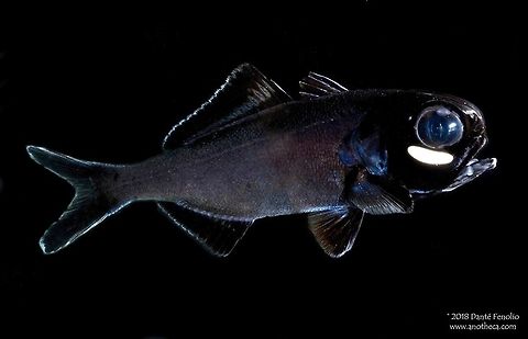 Splitfin or Giant Flashlight Fish (Anomalops katoptron). Flashlight fish are in the family Anomalopidae.  The Splitfin or Giant Flashlight Fish, Anomalops katoptron, is the largest of the Flashlight Fish and is native to the Indo-Pacific.  Flashlight Fish are famous for their bioluminescent organs (photophores) below each eye.  The organ accommodates live bioluminescent bacteria that produce a bright white, greenish, or slightly blue light.  The bacteria and the fish are truly engaged in a symbiotic relationship.  The fish needs the light to find food and communicate to other Flashlight Fish; the bacteria can not survive long-term any place else on Earth but inside the photophores of their respective Flashlight Fish species.  In Anomalops, the organ can be rotated outward or inward, likewise flashing the light on and off.  By day, most species live in deeper waters.  For example, Anomalops katoptron typically spends its time from 200 to 400 meters depth, common around drop offs and sea caves.   Anomalopidae,Anomalops katoptron,Deep Sea,Giant Flashlight Fish,Indo-Pacific fish,Life in the dark,Splitfin Flashlight Fish,Splitfin flashlightfish,bioluminescence,bioluminescent bacteria,symbiotic relationship