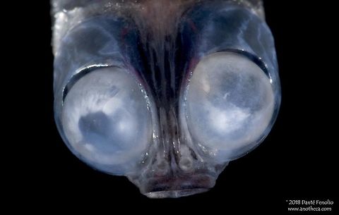 Google-eye (Xenophthalmichthys danae) from the Gulf of Mexico. The Google-eye, Xenophthalmichthys danae, from the family Microstomatidae, has been found in the tropical Pacific and Atlantac Oceans, including the Gulf of Mexico.  It has been captured down to depth approaching 1600 meters.  Nothing has been reported on its biology or ecology except for the fact that it does not apparently have a swim bladder.  The body of this fish is long and slender (to 10 cm), with a silvery, metallic color.  It has large, forward facing eyes and a small mouth.  The eyes may be used to detect bioluminescence.  This individual was captured between 900 meters depth and the surface in the Gulf of Mexico, 2011. Deep Sea,Google Eye,Google-eye,Gulf of Mexico,Life in the dark,Microstomatidae,Xenophthalmichthys danae,bathypelagic,bioluminescence,deep sea fish,large eyes,mesopelagic,nekton,pelagos