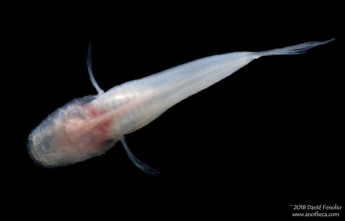 The Ozark Cave Fish (Troglichthys roasae) from Delaware County, Oklahoma, USA. The Ozark Cave Fish, Amblyopsis roasae, is a rare and imperiled species.  Only known from the Ozarks of Missouri, Arkansas and Oklahoma, it is listed as a United States Fish and Wildlife Service Threatened Species.  This specimen was photographed in Oklahoma&rsquo;s Ozarks, 2011. Amblyopsidae,Amblyopsis roasae,Amblyopsis roase,Life in the dark,Ozark Cave Fish,Ozark Cavefish,Troglichthys rosae,aquatic cave fauna,aquifer fauna,cave adaptation,cave dwelling,groundwater inhabiting,hypogean,stygobitic,subterranean,troglobitic,troglomorphism,troglomorphy