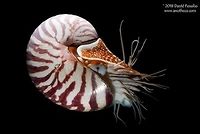The Chambered Nautilus (Nautilus pompilius). The Chambered Nautilus, Nautilus pompilius, is a cephalopod, related to squid, octopi, and cuttlefish, ranging through the tropical Pacific and Indian Oceans.  Individuals live in deep water by day (down to 610m/2000 feet depth).  At night, they swim up to shallow water to feed.  They have poor eyesight and rely on touch and smell to detect prey.  To capture prey items, they use their tentacles which, in contrast to other cephalopods, are free of suction cups.  Some Nautilus species have up to 90 tentacles.  Nautilus can adjust the direction they travel by changing the orientation of a structure called the siphon.  They use jet propulsion to move, pumping water out of their siphon.  Adult Nautilus pompilius can grow to about 8 inches (20 cm) in length.  The shell of Nautilus pompilius is filled with gasses and liquids; the animal&rsquo;s body is accommodated only within the outer most chamber.  The nautilus can move liquids into and out of the chambers to regulate buoyancy.  The liquids move between chambers through tube-like connections called siphuncles.  Nautilus pompilius are little changed over the last 150 million years and have extinct relatives that date back as far as 450 million years.  Nautilus pompilius is threatened owing to over harvest for the shell trade.   Chambered Nautilus,Chambered nautilus,Deep Sea,Life in the dark,Nautilidae,Nautilus pompilius,Pearly Nautilus,cephalopod,daily vertical migration,deep water,over collection,shell harvest