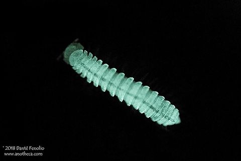 A bioluminescent millipede (Motyxia sequoia alia) glowing in the dark - California, USA. California is home to the world&rsquo;s only known group of bioluminescent millipedes, genus Motyxia.  The light produced by these millipedes apparently ranges from white to greenish white.  Motyxia sequoia alia is one of the bioluminescent species from the southern Sierra Nevada range.  This individual was photographed in November 2009. California endemic,Luminodesmus,Motyxia sequoia,Motyxia sequoia alia,Polydesmida,Xystocheirini,Xystodesmidae,bioluminescence,bioluminescent millipede,detritivore,southern Sierra Nevada