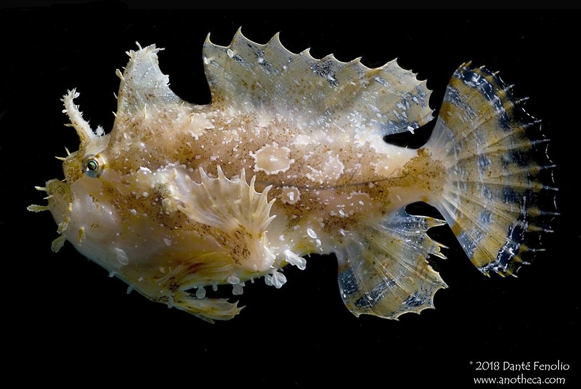 Sargassum Angler (Histrio histrio). Frogfish, Antennarius sp., are some of the most cryptic predators found on tropical reefs around the world.  Many frogfish have markings that blend them in perfectly with the corals, sponges, and coraline algaes comprising tropical reefs.  This Sargassum Angler, Histrio histrio, lives in floating mats of Sargassum Weed in the Atlantic and Caribbean.  Many frogfish species can change the color and even the cryptic patterns on their bodies depending on the substrate where they reside.  The disguise hides them from potential predators and potential prey.  Frogfish have a fishing pole-like structure, the illicium, that emerges from their head and can be rocked back and forth.  At the end of the pole is a structure known as an esca.  The esca is the equivalent of a lure, which attracts small prey by mimicking a potential food item like a shrimp or small fish.  The potential prey are drawn to within striking distance of the frogfishs&rsquo; cavernous mouth, which is opened rapidly, drawing in water and the prey item.  Luring prey by mimicking a potential food item is also known as aggressive mimicry.   Antennariidae,Histrio histrio,Lophiiformes,Sargassum Weed community,Sargassum fish,aggressive mimicry,angler,anglerfish,camouflage,cryptic predator,esca,frogfish,illicium,lure