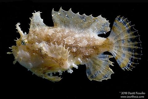 Sargassum Angler (Histrio histrio). Frogfish, Antennarius sp., are some of the most cryptic predators found on tropical reefs around the world. Many frogfish have markings that blend them in perfectly with the corals, sponges, and coraline algaes comprising tropical reefs. This Sargassum Angler, Histrio histrio, lives in floating mats of Sargassum Weed in the Atlantic and Caribbean. Many frogfish species can change the color and even the cryptic patterns on their bodies depending on the substrate where they reside. The disguise hides them from potential predators and potential prey. Frogfish have a fishing pole-like structure, the illicium, that emerges from their head and can be rocked back and forth. At the end of the pole is a structure known as an esca. The esca is the equivalent of a lure, which attracts small prey by mimicking a potential food item like a shrimp or small fish. The potential prey are drawn to within striking distance of the frogfishs’ cavernous mouth, which is opened rapidly, drawing in water and the prey item. Luring prey by mimicking a potential food item is also known as aggressive mimicry. Antennariidae,Histrio histrio,Lophiiformes,Sargassum Weed community,Sargassum fish,aggressive mimicry,angler,anglerfish,camouflage,cryptic predator,esca,frogfish,illicium,lure