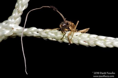 A Predatory fungi (Cordyceps sp.) tht has killed and consumed an ant in the Peruvian Amazon. What on Earth is a "Zombie Ant?" The story is an intriguing one that involves a complicated relationship between a group of fungi and invertebrates. Predatory fungi are life forms that infect and kill their hosts in the process of completing their life cycle. Hosts include a wide variety of invertebrates from spiders and ants to moths and grasshoppers. A given fungal species tends to be host specific, infecting a single species or a related group of species. In the past, some have labeled these life forms “parasitic fungi;” however, parasitic implies that the host survives, which is not the case with these fungi. In this context, “parasitoid fungi” might be a better term because the host’s fate is death. The collective term for these fungi in academic circles is “entomopathogenic fungi” or EF. EF are not uncommon in the upper Amazon Basin; one genus (Cordyceps ssp.) is reasonably common within these forests. One example of EF can be observed in a group of species that infect ants. In the process of gas exchange, an ant takes in a spore from a predatory fungus that is specific to ants – possibly even specific to that particular ant species. As the fungus begins to develop within the ant, it prepares for its reproductive stage. Preparation by the fungus might take days to weeks depending on the host and fungal species involved. The first sign that the fungus is prepared to reproduce: it controls the ant’s behavior. The ant is driven to climb higher and higher in the forest canopy - not for hunger, finding a mate, or in search of a hiding place. Rather, the fungus was at the helm, controlling the behavior of the ant for its own benefit. The EM takes control and gets the ant to climb to a height and bite down on something in the environment (to secure the body of the ant). Some literature suggests that the fungus releases a toxin that kills the ant on the spot, other sources suggest that the invertebrates die as they are consumed by the fungus and through the process of mushroom production. Regardless, the next step for the fungus is the production of fruiting bodies (mushrooms) that erupt from the body of the ant. It is this stage where the host bodies are used as resources to produce the mushrooms. Little is left of the host body, save for the exoskeletons (depicted in the images here). This is why I call the dried corpses left behind from these events as “infected mummies.” Spores are carried away on canopy breezes, infecting new hosts with a much greater dispersal ability than if the ant had died near or on the forest floor. This was the reason for the behavioral control of the ant and of many other host species. Not surprisingly, the biochemistry of host control by the fungus is the subject of much academic research. Owing to the behavioral control of the ant by the fungus, the term for this particular association has been dubbed the “zombie ant phenomenon” by the media. Lucky for people, these fungi are only known to infect invertebrates. But I seem to recall an X-Files episode where they played off of this biology and had it infect humans. For my mycologist friends out there, after these fungi kill the invertebrate host, one or more fruiting bodies sprout from the invertebrate’s exoskeleton (stromatic clavae), and spores (ascospores) are swept away on air currents to infect new hosts. Stroma are prominent, erect, and mostly clavate with a distinct fertile apical portion and a fertile stipe according to The Atlas of Entomopathogenic Fungi (by Samson, Evans and Latgé, 1988-Springer-Verlag). For the rest of my biology oriented friends out there who want to know more, I suggest reading the same book. All of these images depict the infected mummies of invertebrate hosts from Amazonian Peru. Amazonian fungi,Cordyceps,Predatory fungi,parasitoid,preadtor prey interaction,predatory fungus