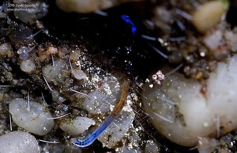 A North American Glowworm (Orfelia fultoni). A variety of invertebrates go by the name of “glowworm.”  One kind of glowworm in North America is a larval mycetocephalid fly, Orfelia fultoni.  The larval flies spin a web like a spider, hence another common name, “web worm.”  Also like a spider, they eat the insects that they capture in their webs.  To attract insects to their webs, glowworms have two “lanterns” in their bodies that produce a bright blue light.  The light draws nocturnal insects into the webs, where they are consumed by the larval flies.  This species was photographed in Alabama (2010). Dismalite,Glowworm,Mycetophilidae,Orfelia fultoni,bioluminescence,bioluminescent,prey attraction,web worm