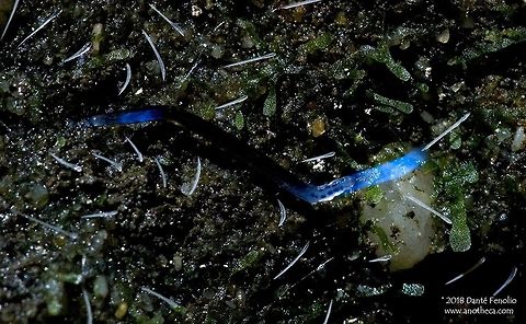 A North American Glowworm (Orfelia fultoni). A variety of invertebrates go by the name of &ldquo;glowworm.&rdquo;  One kind of glowworm in North America is a larval mycetocephalid fly, Orfelia fultoni.  The larval flies spin a web like a spider, hence another common name, &ldquo;web worm.&rdquo;  Also like a spider, they eat the insects that they capture in their webs.  To attract insects to their webs, glowworms have two &ldquo;lanterns&rdquo; in their bodies that produce a bright blue light.  The light draws nocturnal insects into the webs, where they are consumed by the larval flies.  This species was photographed in Alabama (2010). Dismalite,Glowworm,Mycetophilidae,Orfelia fultoni,bioluminescence,bioluminescent,prey attraction,web worm