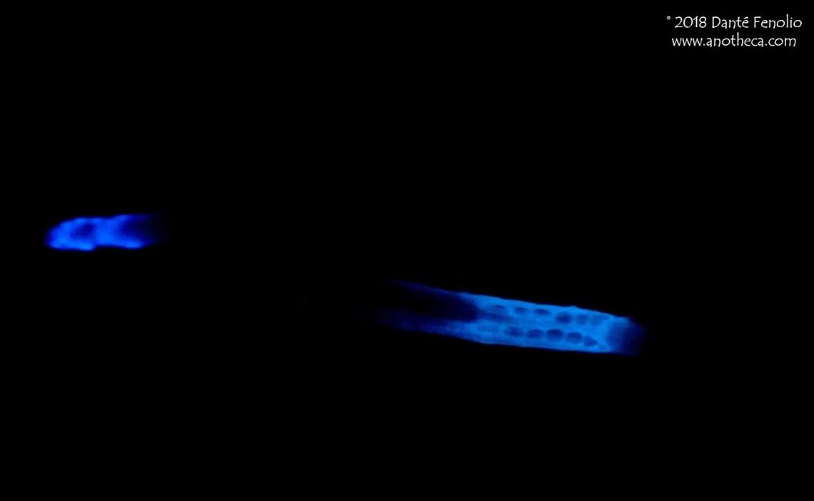 A North American Glowworm (Orfelia fultoni). A variety of invertebrates go by the name of &ldquo;glowworm.&rdquo;  One kind of glowworm in North America is a larval mycetocephalid fly, Orfelia fultoni.  The larval flies spin a web like a spider, hence another common name, &ldquo;web worm.&rdquo;  Also like a spider, they eat the insects that they capture in their webs.  To attract insects to their webs, glowworms have two &ldquo;lanterns&rdquo; in their bodies that produce a bright blue light.  The light draws nocturnal insects into the webs, where they are consumed by the larval flies.  This species was photographed in Alabama (2010). Dismalite,Glowworm,Mycetophilidae,Orfelia fultoni,bioluminescence,bioluminescent,prey attraction,web worm