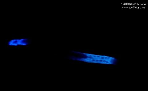 A North American Glowworm (Orfelia fultoni). A variety of invertebrates go by the name of &ldquo;glowworm.&rdquo;  One kind of glowworm in North America is a larval mycetocephalid fly, Orfelia fultoni.  The larval flies spin a web like a spider, hence another common name, &ldquo;web worm.&rdquo;  Also like a spider, they eat the insects that they capture in their webs.  To attract insects to their webs, glowworms have two &ldquo;lanterns&rdquo; in their bodies that produce a bright blue light.  The light draws nocturnal insects into the webs, where they are consumed by the larval flies.  This species was photographed in Alabama (2010). Dismalite,Glowworm,Mycetophilidae,Orfelia fultoni,bioluminescence,bioluminescent,prey attraction,web worm