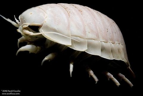 Giant Marine Isopod (Bathynomus giganteus) from the depths of the Caribbean and the Gulf of Mexico. The Giant Marine Isopod, Bathynomus giganteus, is the largest known isopod in the world.  If you were to roll one up, it would be the size of a small bowling ball.  This invertebrate is related to pill bugs, crabs, shrimp, and lobsters.  The species lives in the deep ocean sea floors of the Gulf of Mexico and the Caribbean. They are believed to be mainly scavengers on the ocean floor, eating whatever dead bodies they come across.  They may also prey upon other small and slow moving invertebrates.  The species can be found as shallow as ~550 feet depth (~180m) down to over 7,000 feet depth (~2,330m).  There are about 9 species of Bathynomus around the world.  This specimen photographed in 2010 courtesy of Chicago&rsquo;s Shed Aquarium. Bathynomus giganteus,Cirolanidae,Cymothoida,Giant Deep Sea Isopod,Giant Marine Isopod,Isopoda,Life in the dark,abyssal gigantism,bathypelagic,benthopelagic,deep sea,deep sea scavenger