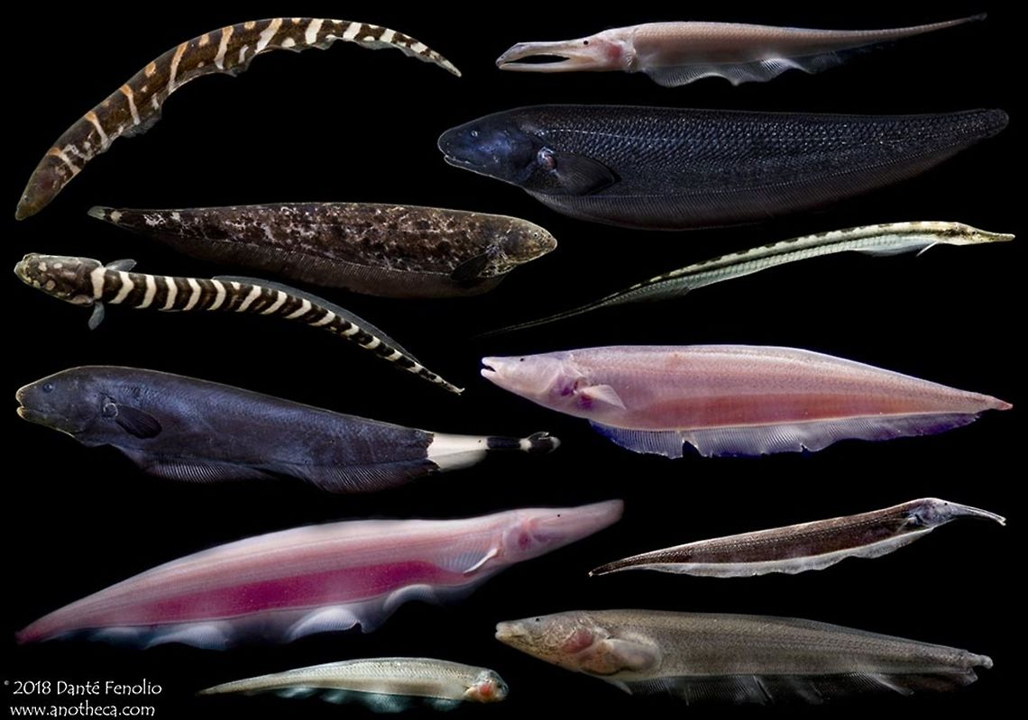 Composite image: Diversity in the upper Amazon Basin of Knifefishes From the mouth of the Amazon River to some of the springs that feed the mighty system in the Andes Mountains, there exists a distance of roughly 6,518 km (~4,075 miles). Two of the longer tributary rivers to the Amazon are the Juruá and Madeira Rivers, both of which are in excess of 3,300 km (2,060+ miles) long. There are over 1000 tributaries to the Amazon; many are expansive. The drainage systems traverse dozens of habitat types including montane forests in the headwaters region, seasonally flooding as well as terra firme forests, palm and liana forests, swamps, and many more diverse habitat types. The waters flow through different terrain and form murky waterways and well as blackwater and clear systems. Swamps, oxbow lakes, floodplain systems, slow and fast water drainages – a huge diversity of aquatic systems exist in the mix with all of these characters – physical and biological. These tributary systems, as well as the Amazon itself, provide a lot of habitat for aquatic wildlife, including the knifefishes. Knifefishes are amazing animals for a variety of reasons – not the least of which is the fact that they can generate and detect weak electrical fields around their bodies. I say “weak” but there are exceptions – electric eels belong to this order (Gymnotiformes) and they use their strong electrical discharges for stunning prey and in defense. Most commonly, the electrical fields in knifefishes are used to navigate their surroundings, find food, communicate between individuals, and even identify specific individuals (same species). There are over 200 described knifefishes and undoubtedly more awaiting discovery. Fish are a huge part of the biodiversity of these rainforests and are an integral component to healthy forests - including just a few of the many species of knifefishes, which are depicted here. Now consider these things the next time you read about an oil spill on one of these rivers or a new gold mining project or a palm oil plantation going in. These human activities have real consequences for this biodiversity - all negative. If you don't stand up for the environment, who will? Time to get involved. Support any conservation agency with which you connect but do your homework...there are bad apples in the cart but they can be easily ferreted out if you do just a few minutes of background checking online before donating. Please, support the environment in a time where it desperately needs it. Amazon Basin,Gymnotiformes,Knifefishes,Life in the dark,electric fishes,electrocommunication,electrolocation,electroreception,freshwater fish diversity