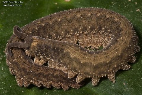 Velvet Worm from the Peruvian Amazon. One of the exciting finds on a recent trip to the Peruvian Amazon was a different velvet worm. We find velvet worms from time to time, usually in the lower foliage (less than 2 meters from the forest floor). We often find them at night, curled up on leaves. But the species we normally encounter has a white "collar." Not sure if this is a different species  - but no white collar. Very cool animals. For those not familiar with onychophorans, they are in their own phylum - onychophora - and are small, predatory invertebrates. They are found around the world, mostly in the tropics - at least a couple of species live in caves. They shoot a stream of glue-like material from "slime glands" on their heads and snare other small invertebrates, which they eat. Some species are social and apparently even hunt in small groups. Velvet worms are soft bodied (no rigid exoskeleton) and have a hydrostatic skeleton. As an interesting herpetological tie-in, Hemprichi's Coral Snake (Micrurus hemprichii) eats velvet worms. Amazon Basin,hydrostatic skeleton,onychophora,onychophorans,predatory invertebrate,rainforest wildlife,slime gland,velvet worm