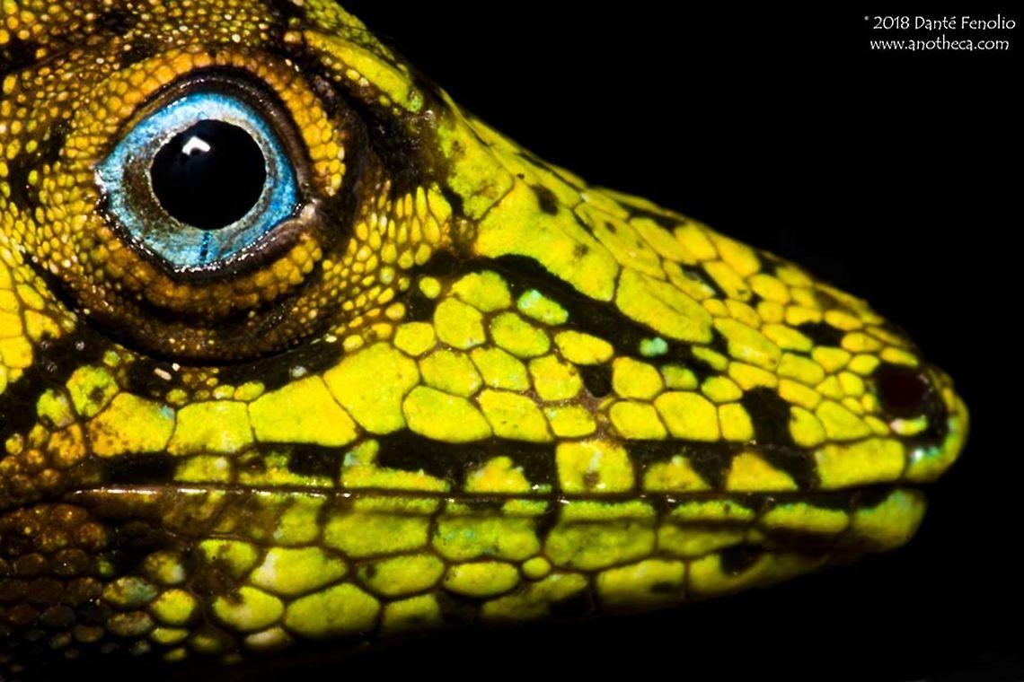 Male Banded Tree Anole (Anolis transversalis) - Rio Sucusari, Loreto, Peru The Banded Tree Anole (Anolis transversalis) stands out, not only owing to its size and beauty but also because the females are as strikingly colored as the males. Reaching about 25cm (10 inches) in length, these delicate tree dwellers are restricted to lowland rainforests in the Amazon Basin. They are active by day, hunting for insects in small understory trees where they live. When threatened they tend to clasp a branch and press tightly to it, remaining motionless and relying upon their cryptic green coloration for protection. By night they can be found asleep in the same position. The striking eye colors make them a favorite among wildlife enthusiasts visiting to the region. Amazon Basin,Anolis transversalis,Banded Tree Anole,Peru,arboreal lizard,blue eyes,herpetofauna