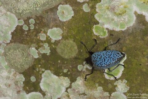 Blue Fungus Beetle (Gibbifer impressonotatus), on a large rainforest tree trunk, Loreto, Peru. This is a Pleasing Fungus Beetle (Gibbifer impressonotatus - Erotylidae) and I happened to see it on the buttress of a large tree. A close up shot revealed that it had a fly tagging along for a free ride on its back. Amazonian Peru,Blue Fungus Beetle,Erotylidae,Gibbifer impressonotatus,coleoptera,rainfaorest insects
