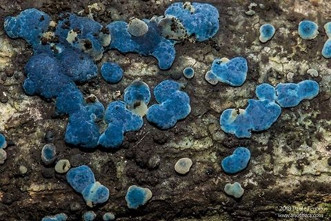 Blue fungus on a rotting log in a Peruvian rainforest - Rio Momon, Loreto, Peru. Blue fungus is something I have only encountered a couple of times in tropical forests.  This fungal growth was on a rotting log on the rainforest floor. Peruvian Amazon,blue fungus,fungal growth,rainforest