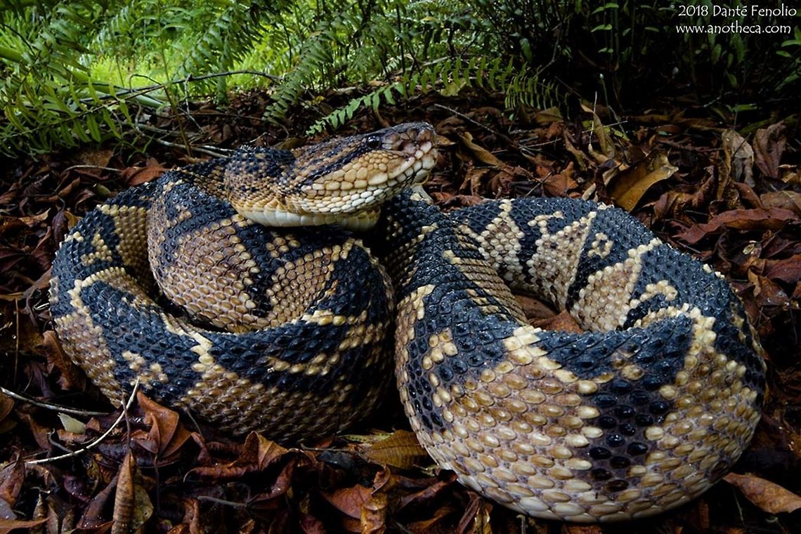 Bushmaster (Lachesis muta) - Loreto, Peru. The Amazon Bushmaster (Lachesis muta) and its close relatives are the largest of the pitvipers in the western hemisphere - and among the largest in the world. Much maligned and misunderstood, these gigantic snakes are reclusive and actually rather timid in most circumstances. They exist in low densities, usually in undisturbed habitat and typically in burrows or beneath tangled root masses. But not all about them is myth. A large, fully aroused Bushmaster merits respect and should be given a wide birth. All in all, Bushmasters are magnificent, world class animals. R&iacute;o Nanay, Loreto, Peru September 2017. Amazon Bushmaster,Bushmaster,Lachesis muta,rainforest fauna,venomous snake,viper