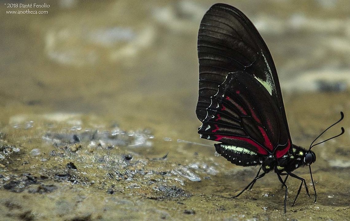 Butterfly &ldquo;mud puddling&rdquo; and expelling waste fluids in the Peruvian Amazon. Butterflies and some day-flying moths are often observed sitting on the muddy shores of stream and river banks or around the edges of ponds and lakes &ndash; particularly in the tropics. What are they doing there in the mud? These insects are targeting things that they can&rsquo;t easily get elsewhere, salts, amino acids, ammonium ions, and other nutrients. The phenomenon is called &ldquo;mud puddling&rdquo; or &ldquo;puddling&rdquo; and is common, worldwide, among butterflies, some moths, and a variety of other insects. The behavior can also take place on carrion, dung, and rotting vegetation. Blood, tears, and sweat can also be directly targeted. In fact, a mixture of beer, smashed citrus, smashed banana, salt, and even urine has been used to draw in butterflies and day flying moths. Basically, water is taken in by the butterflies and salts/amino acids are stripped from the liquid. But the process can produce quite a volume of &ldquo;waste liquid.&rdquo; These liquids need to be expelled. Interestingly, the excess water is expelled forcefully in some species. I was able to capture the phenomenon here where this butterfly is forcefully expelling a stream of water from its vent during a mud puddling event. Photographed alongside a rainforest pool, Loreto, Peru - September 2017. Peruvian Amazon,butterfly,expelling waste fluids,mud puddling,rainforest insects