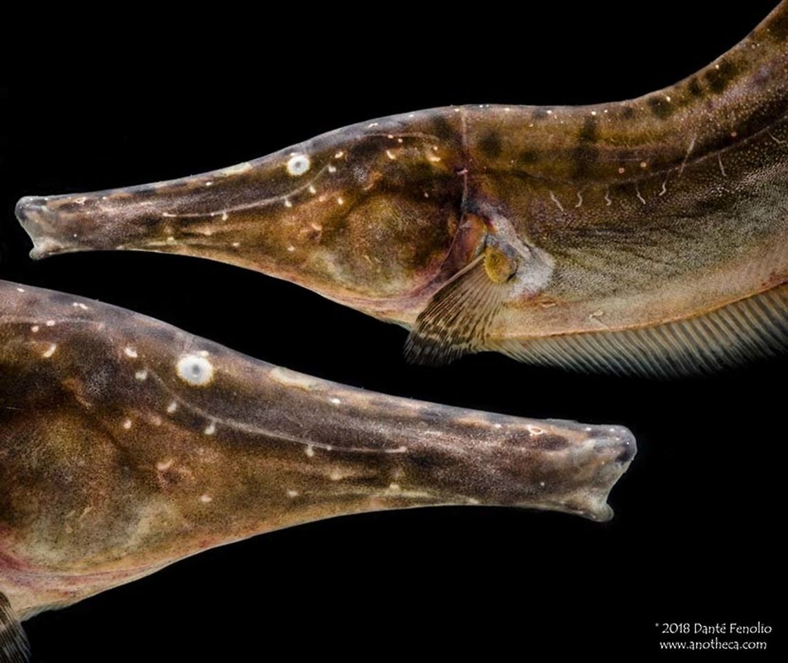 An Electric Fish (Rhamphichthys rostratus) - Loreto, Peru. I love the faces of some of the electric fishes (Gymnotiformes)  This species (Rhamphichthys rostratus) can reach a length approaching a meter but its the face that captured my attention.  Photographed in the Peruvian Amazon, 2018. Gymnotiformes,Life in the dark,Peruvian Amazon,Rhamphichthys rostratus,electric fishes,rainforest fishes