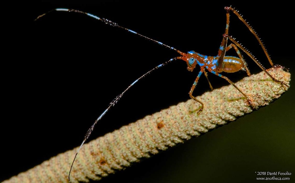 Katydid nymph, Loreto, Peru Katydid nymphs are often times colorful.  This little insect was no exception.  Katydids are common encounters on night hikes in the upper Amazon Basin.   Peruvian rainforest insects,juvenile stage,katydid,night hike Amazon Basin,nymph