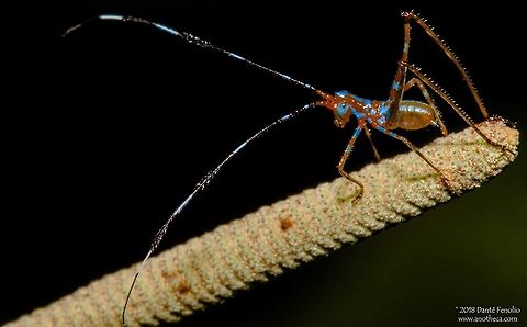 Katydid nymph, Loreto, Peru Katydid nymphs are often times colorful.  This little insect was no exception.  Katydids are common encounters on night hikes in the upper Amazon Basin.   Peruvian rainforest insects,juvenile stage,katydid,night hike Amazon Basin,nymph
