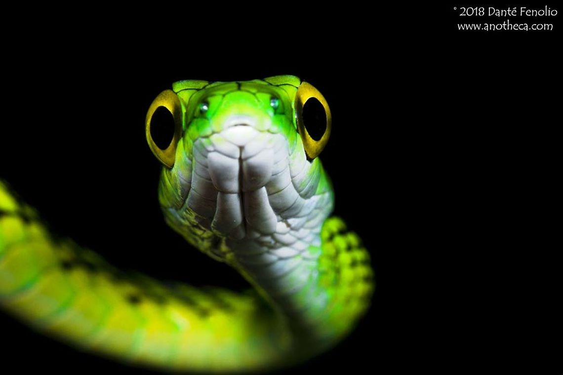 Black-skinned Parrot Snake (Leptophis ahaetulla nigromarginata) - Loreto, Peru. The Black-skinned Parrot Snake (Leptophis ahaetulla nigromarginata) is abundant in shrubbery and understory in the upper Amazon Basin. It hunts for sleeping frogs by day. Leptophis ahaetulla,Leptophis ahaetulla nigromarginata,Parrot snake,Peru,The Black-skinned Parrot Snake,parrot snake,rainforest fauna,upper Amazon Basin