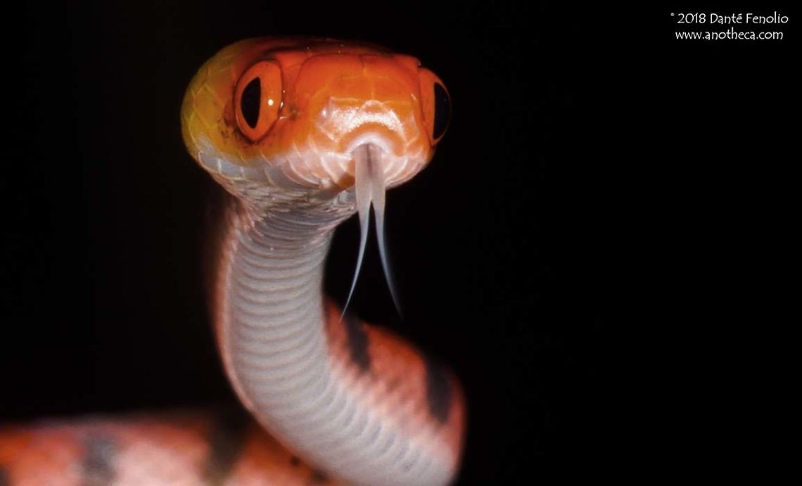 The Red-eyed Treesnake (Siphlophis compressus) The Red-eyed Treesnake (Siphlophis compressus) ranges through tropical lowland rainforests from the Amazon Basin to Costa Rica; its diet consists mostly of lizards but can include other snakes, frogs, small mammals, and even lizard eggs. Observed in Loreto, Peru. Colubridae,Peruvian Amazon,Siphlophis compressus,The Red-eyed Treesnake,arboreal snake,lizard eating,rainforest fauna