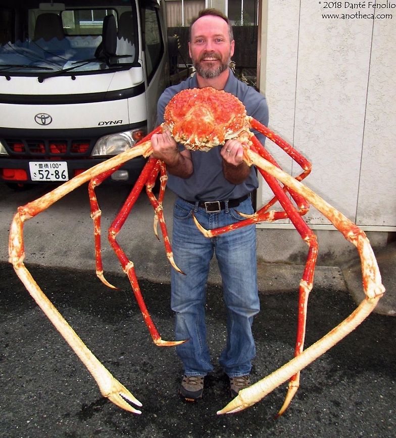 Japanese Spider Crab (Macrocheira kaempferi) Before you get upset that I posted a shot of an animal with a human, I asked if I could do this before posting.  I wanted to share the deep water species with the group and this is the image I have.  One of the largest crabs on Earth &ndash; this is the Japanese Spider Crab (Macrocheira kaempferi). Myth and lore surround this species as old stories tell of giant crabs dragging fishermen to their deaths, consuming them in the depths. The crabs are actually scavengers, they can not swim as adults, they are easy going, and are slow moving; however, one source pointed out that it isn&rsquo;t impossible that they&rsquo;d eat a corpse that made its way to the sea floor.  This species appears to have a relative small range off of the Pacific side of the Japanese islands at a latitude between 30 and 40 degrees North.  Adults inhabit water from 100 to 400 meters depths, juveniles appear to inhabit shallower areas with a mean of 50m depth. From the edge of the carapace to the tip of the claw can span some 4 meters length in this species.  The individual depicted here isn't a particularly large individual.  Adults have a mass between 16 and 20kg.  The Japanese Spider Crab has two zoea stages and one megalops stage which, combined, last several months.  The species enacts parental care in that females carry their eggs on their backs and the underside of the carapace to keep water moving around them in order to provide oxygen.  Some biologists have hypothesized that these crabs can live for 100 years.  The only commentary I could find on conservation status was that &ldquo;catch has declined considerably across the past 40 years.&rdquo;  There is an active fishery for the species and there appears to be the means and methods to rear this crab from a juvenile stage by way of aquaculture facility.  I would like to thank Masato Todate and Yuki Tsukamoto, both with the Takeshima Aquarium, Gamagori City, Aichi Prefecture, Japan, for the opportunity to see and photograph these amazing animals!                               <br />
The note on captive rearing: <a href="https://www.researchgate.net/publication/319592456_CULTURE_OF_THE_GIANT_SPIDER_CRAB_MACROCHEIRA_KAEMPFERI_DE_HAAN_FROM_EGG_TO_JUVENILE_STAGE" rel="nofollow">https://www.researchgate.net/publication/319592456_CULTURE_OF_THE_GIANT_SPIDER_CRAB_MACROCHEIRA_KAEMPFERI_DE_HAAN_FROM_EGG_TO_JUVENILE_STAGE</a><br />
 Japanese Spider Crab,Japanese spider crab,Macrocheira kaempferi,benthic sea life,crustacean,deep water species,scavenger,sea floor